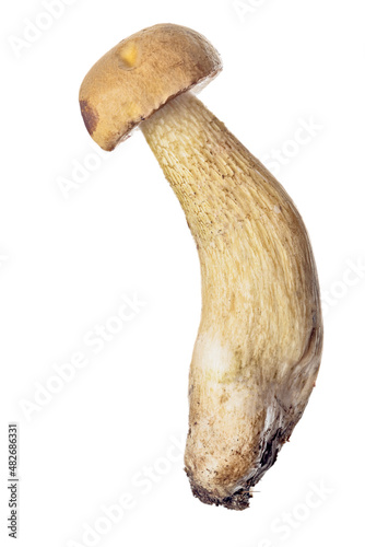 Photography small lurid bolete on white