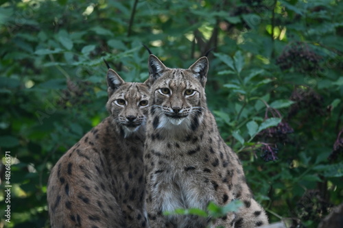 two lynx looking to me © Christian