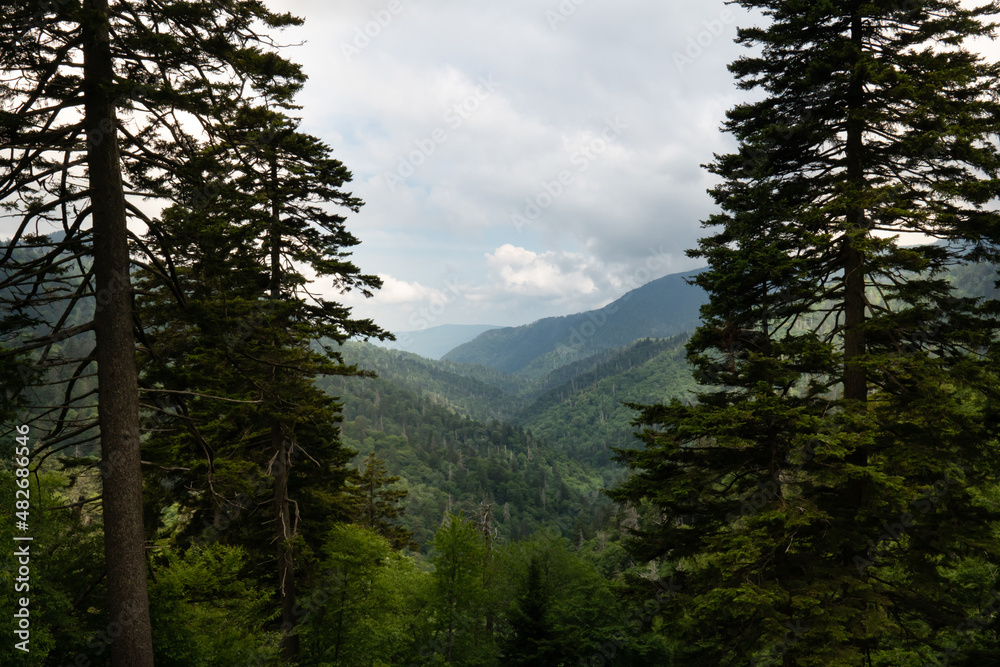 Tall thin eastern white pines frame the vistas of a mountain valley running between the ridge line peaks and rolling hills in the distance