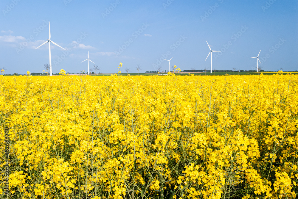 Parc éolien avec 5 éoliennes de 2 mégawatts dans la Somme. Champ de colza au 1er plan