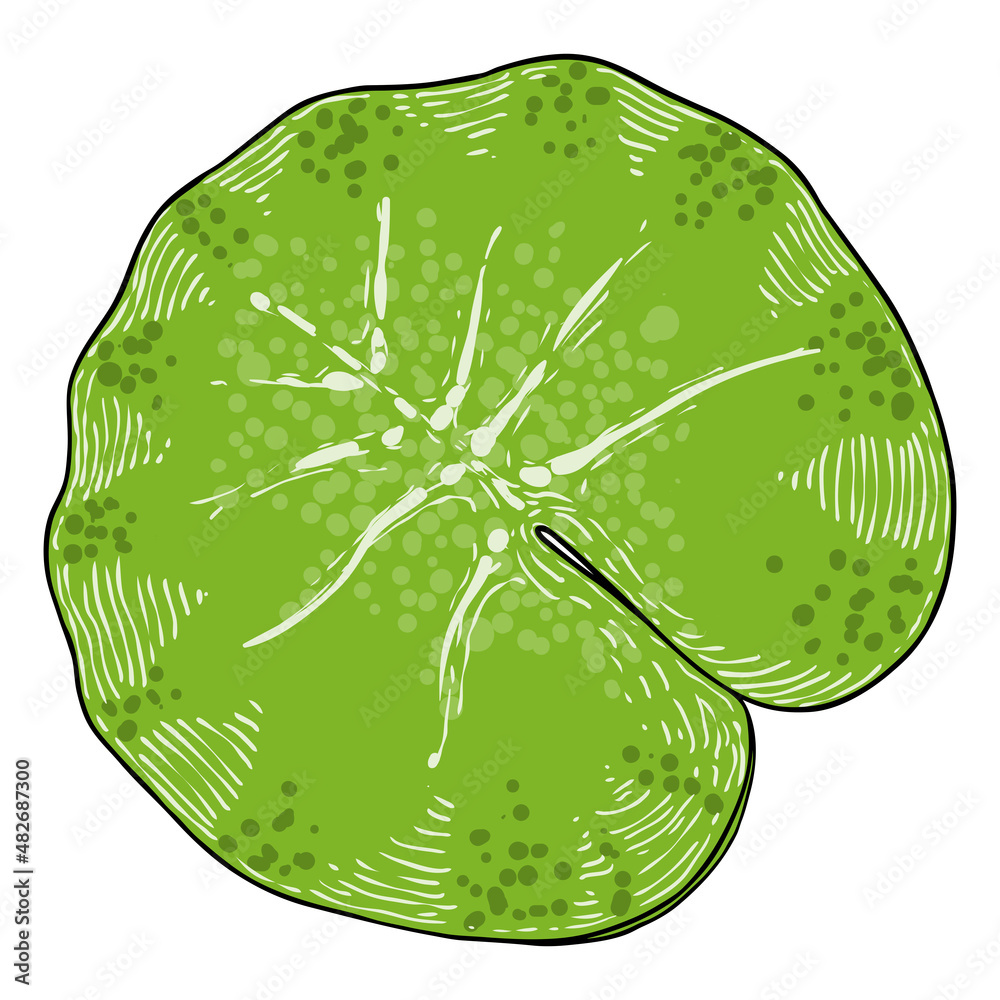 Lotus leaf drawing. View of water lily leaf. Hand drawn floral style