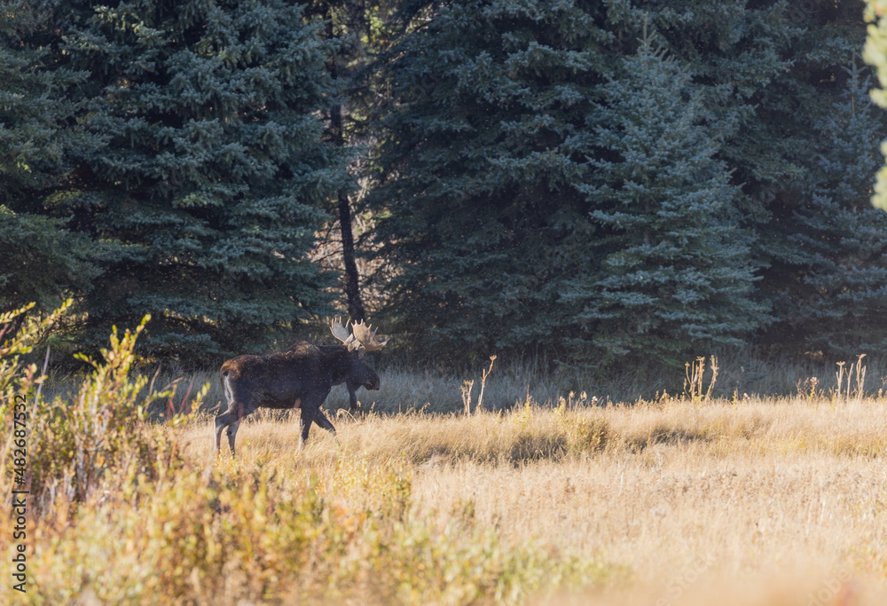 Bull Moose in Grand Teton national Park Wyoming in Autumn