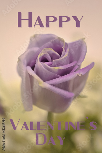 Purple Rose with Valentine Text