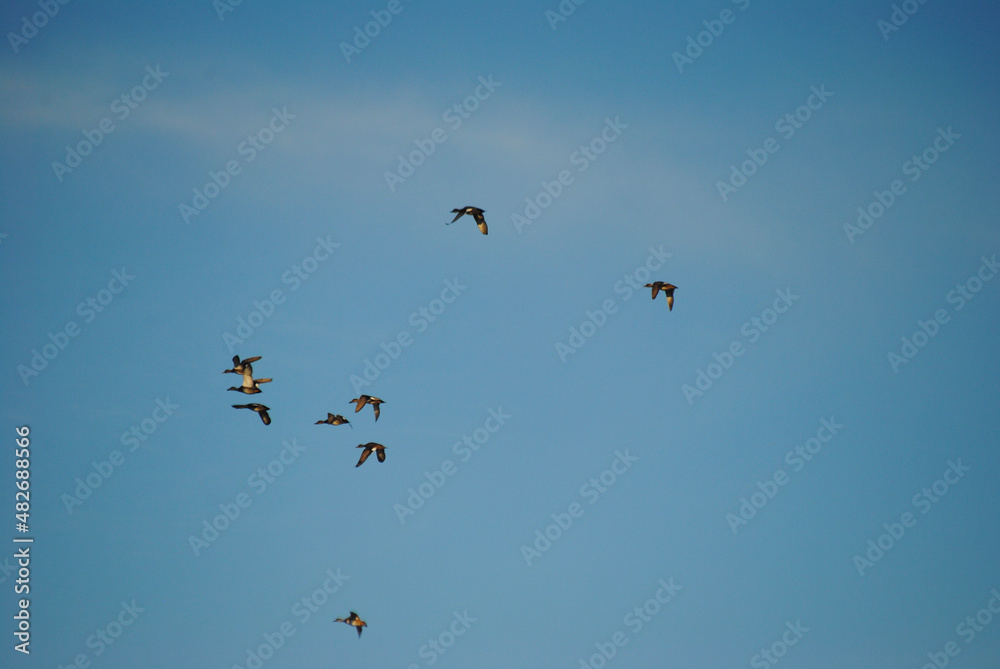 birds in the sky birds in the sky