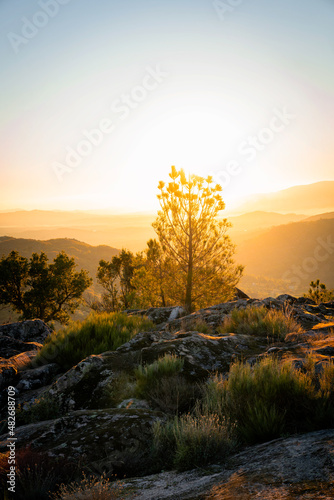 Pine tree silhouette seen at sunset with golden sunset light from behind ona mountain landscape in Sortelha, Portugal
