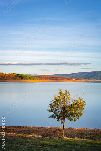 Isolated tree on a lake with autumn colors landscape in Sabugal Dam, Portugal