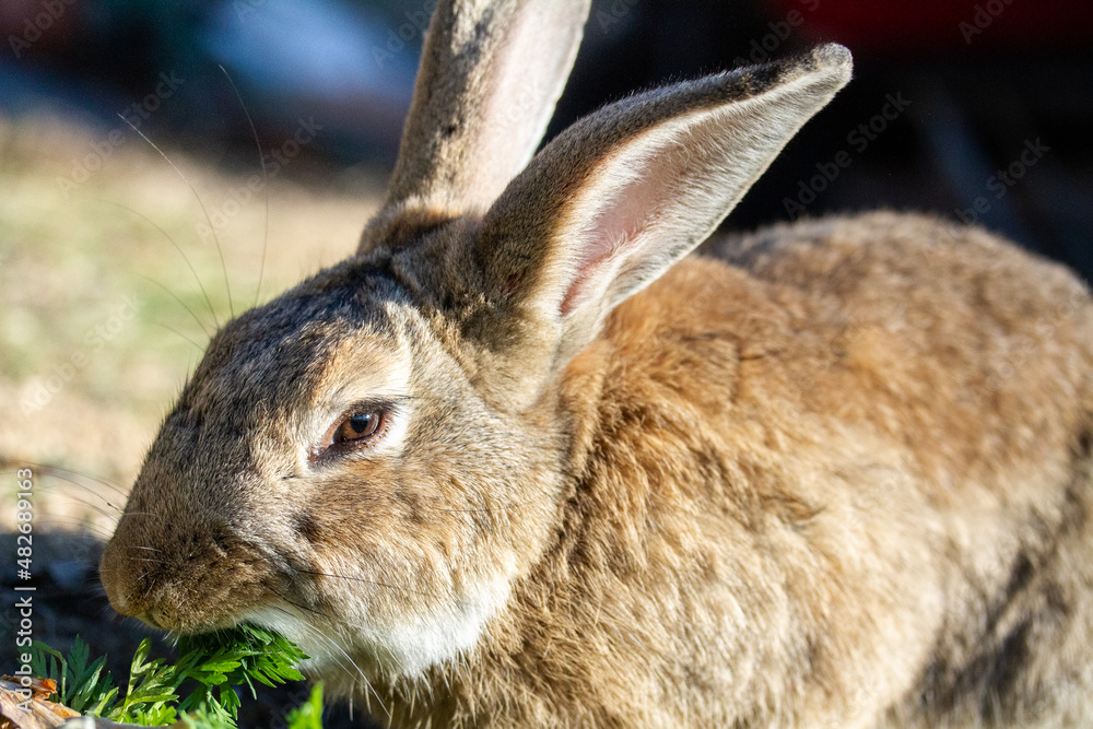 Fototapeta premium conejitos