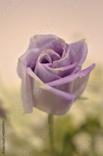 Purple rose
