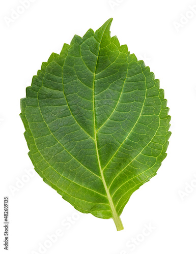 Green fresh leaf isolated on white background