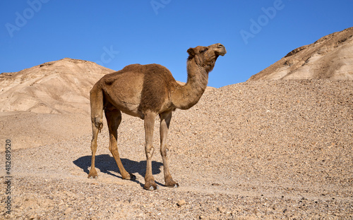 Lonely camel on it way in the remote desert region  Israel. Desert landscape on the background.