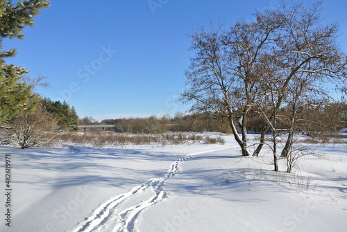 Fototapeta Naklejka Na Ścianę i Meble -  trees in the snow