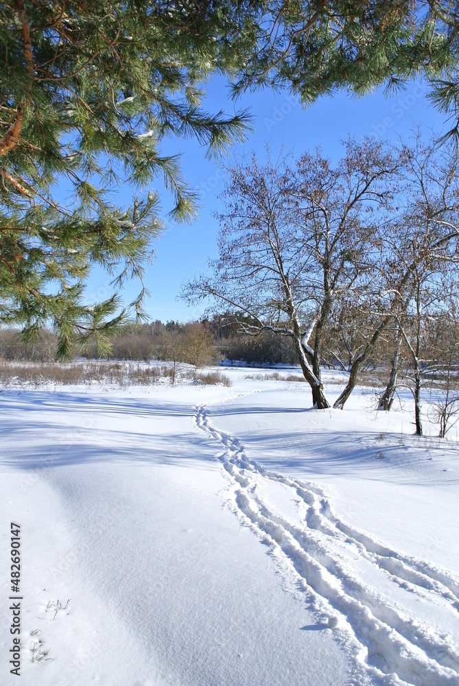 snow covered trees snow covered trees