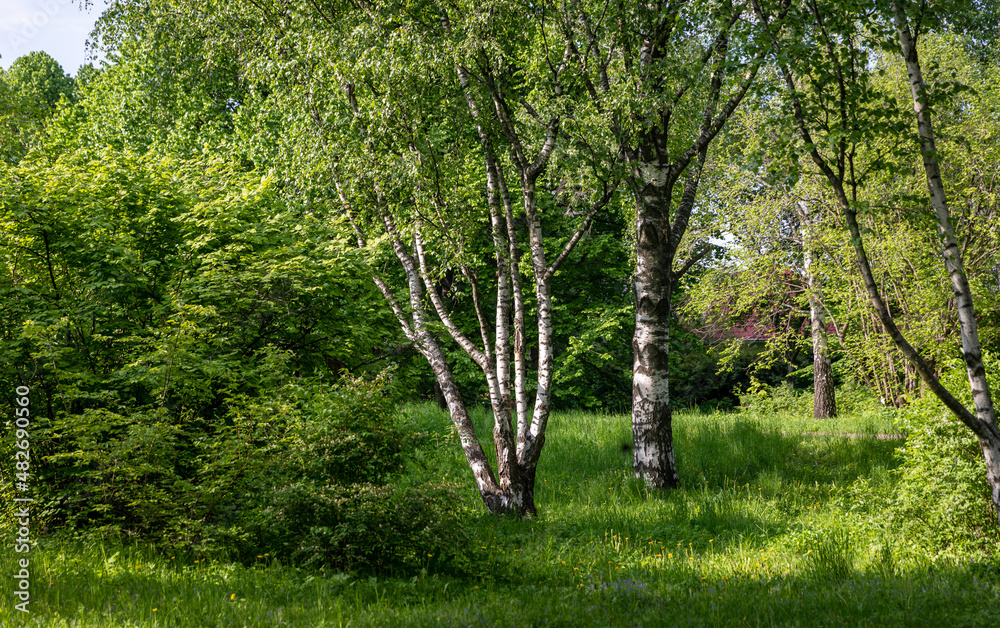 Obraz premium Beautiful birch trees at the edge of the forest.