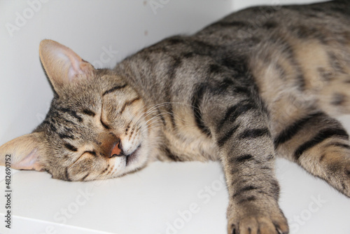 cat sleeping on the table near laptop. close up. High quality photo