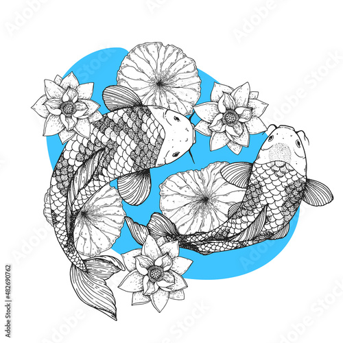 Koi carps swim in water with lilies. Vector illustration. Tattoo print. Hand drawn illustration for t-shirt print, fabric and other uses.