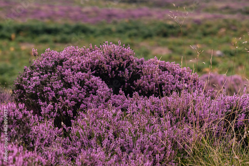 Fototapeta Naklejka Na Ścianę i Meble -  Closeup of a heather plant, purple little flowers growing in wild covering the hills of Peak District
