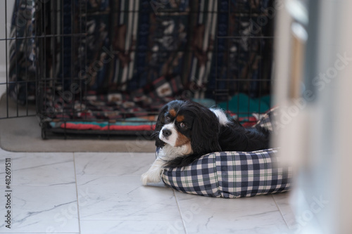 cute dog in plaid bed