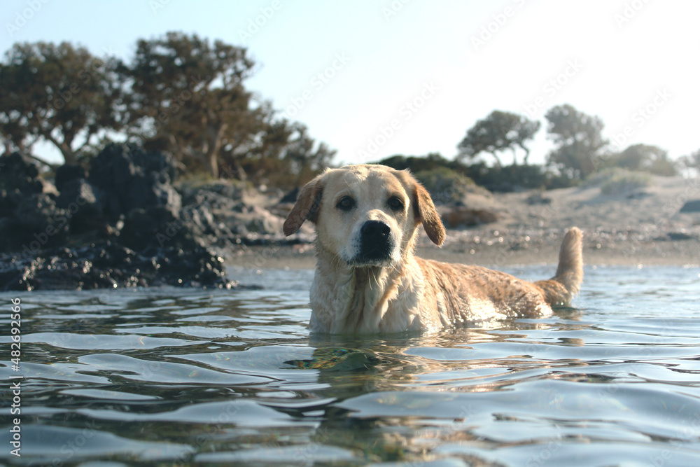 golden retriever in the water