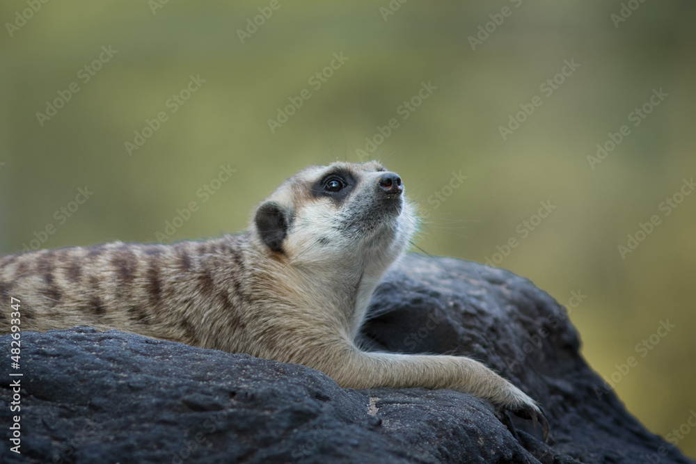The meerkat