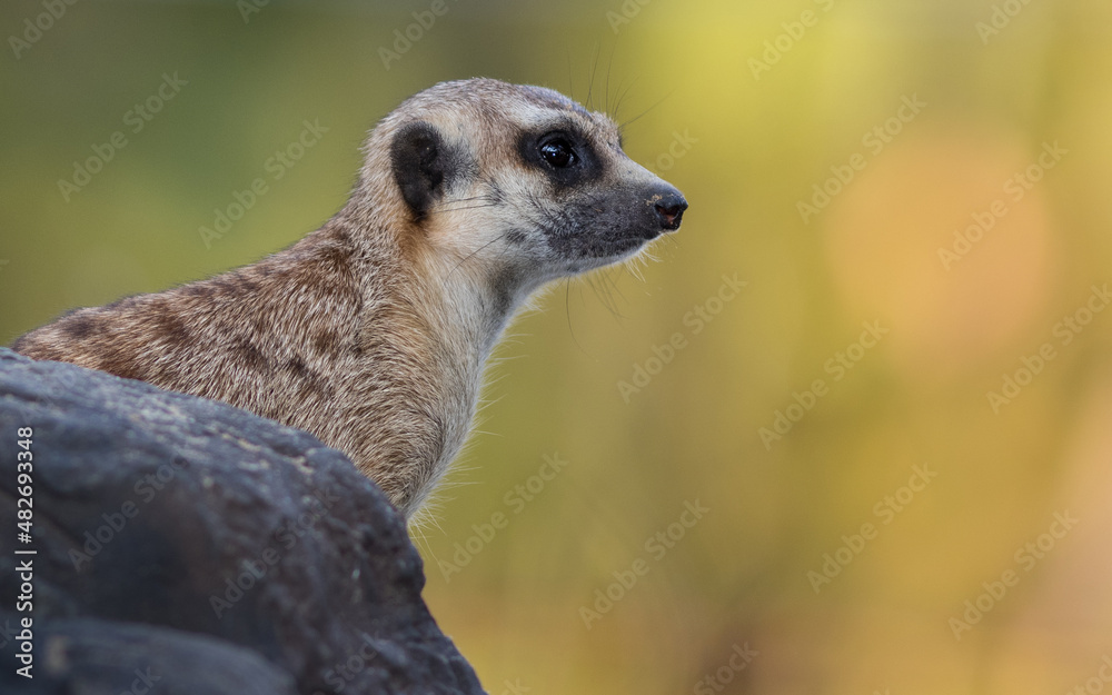 The meerkat