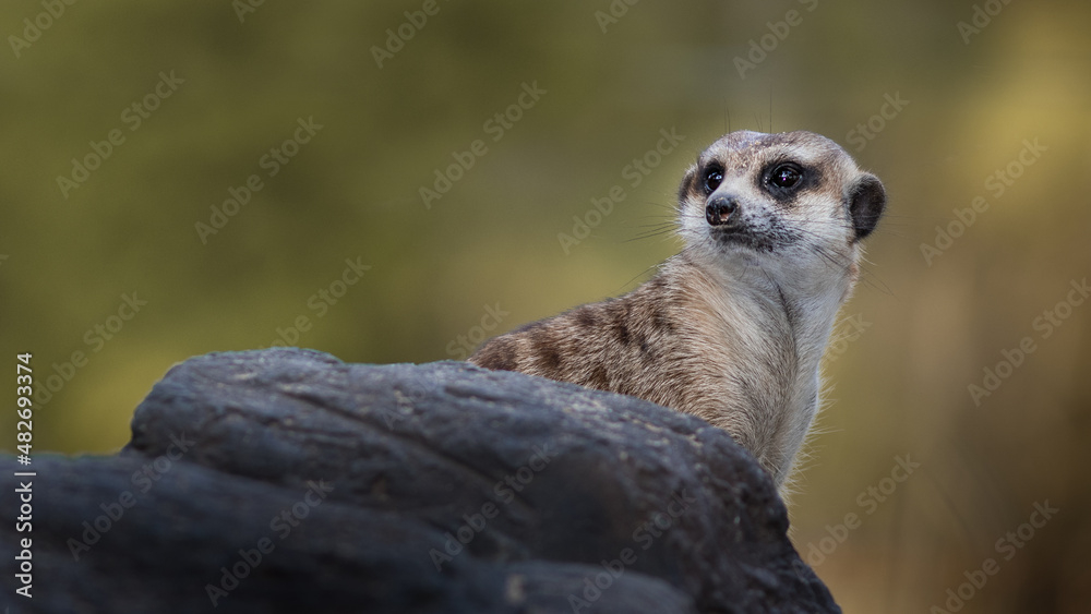 The meerkat