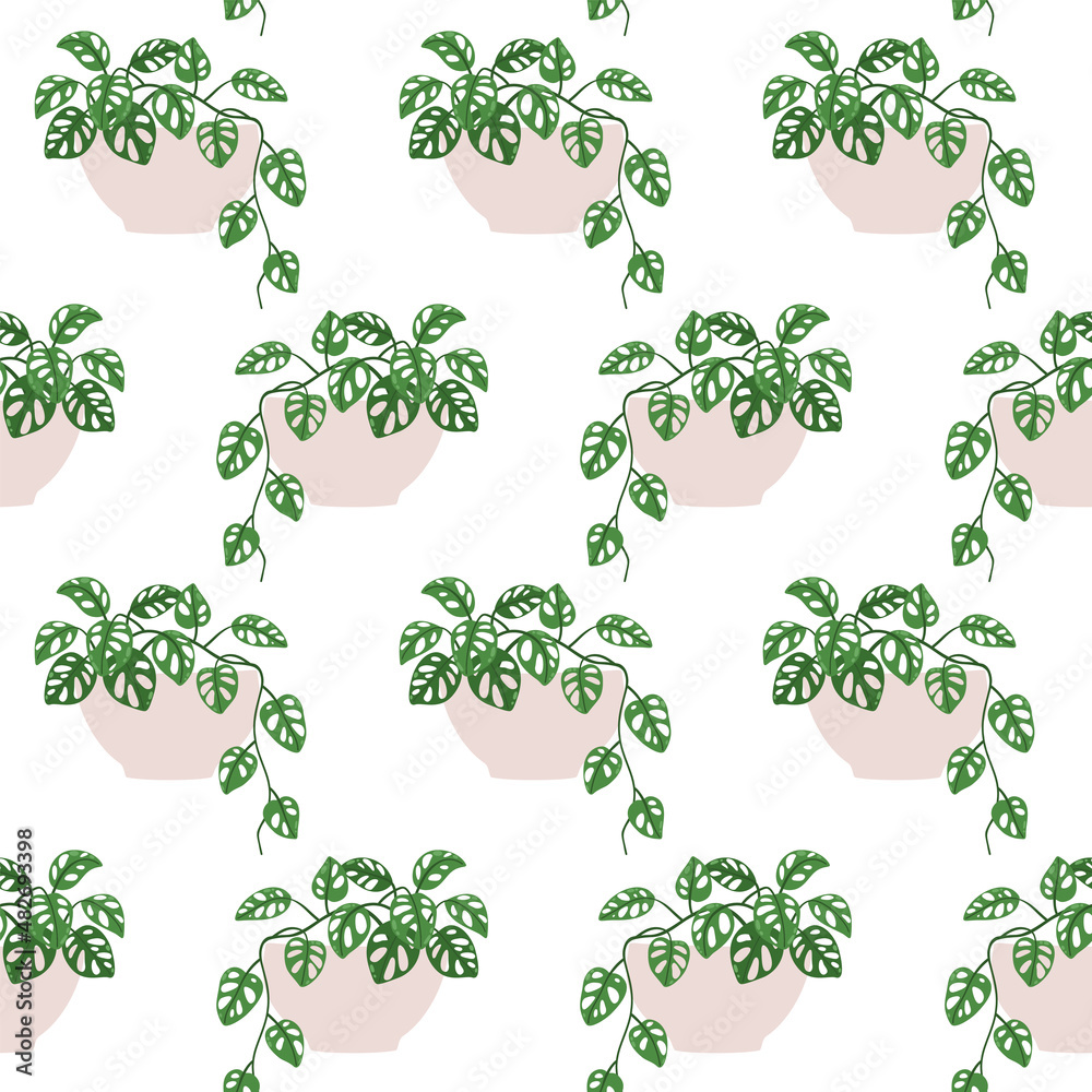 Monstera adansonii. Vector seamless pattern of a houseplant in a pot on a white background.