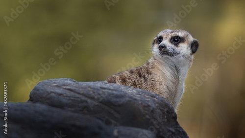 Obraz na płótnie The meerkat w salonie