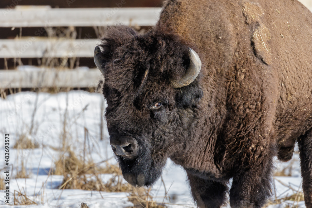 European bison in park European bison in park