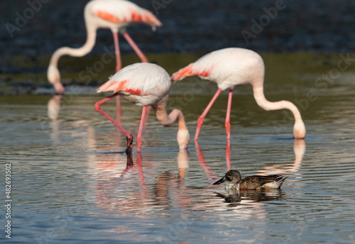 Northern Shoveler swimming with flamingos at the backdrop at Tubli bay, Bahrain