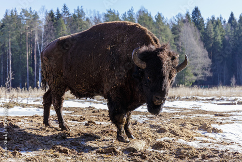 European bison in park 3