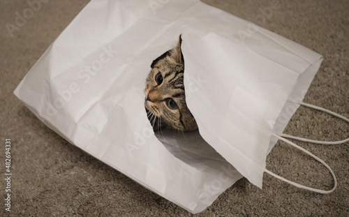 a small playful kitten hides in a white paper bag against the background of a beige fleecy carpet