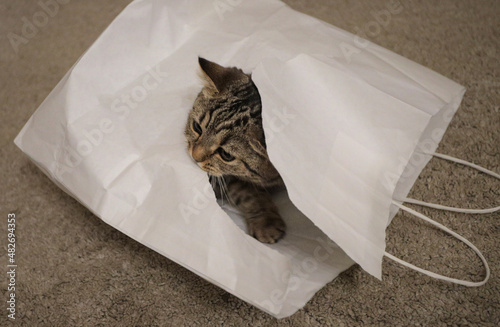 a small playful kitten hides in a white paper bag against the background of a beige fleecy carpet