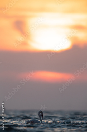 Greater Flamingos and unrise at Asker coast of Bahrain