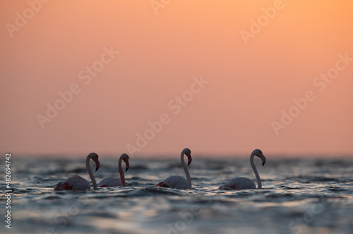 Greater Flamingos  during sunrise at Asker coast of Bahrain