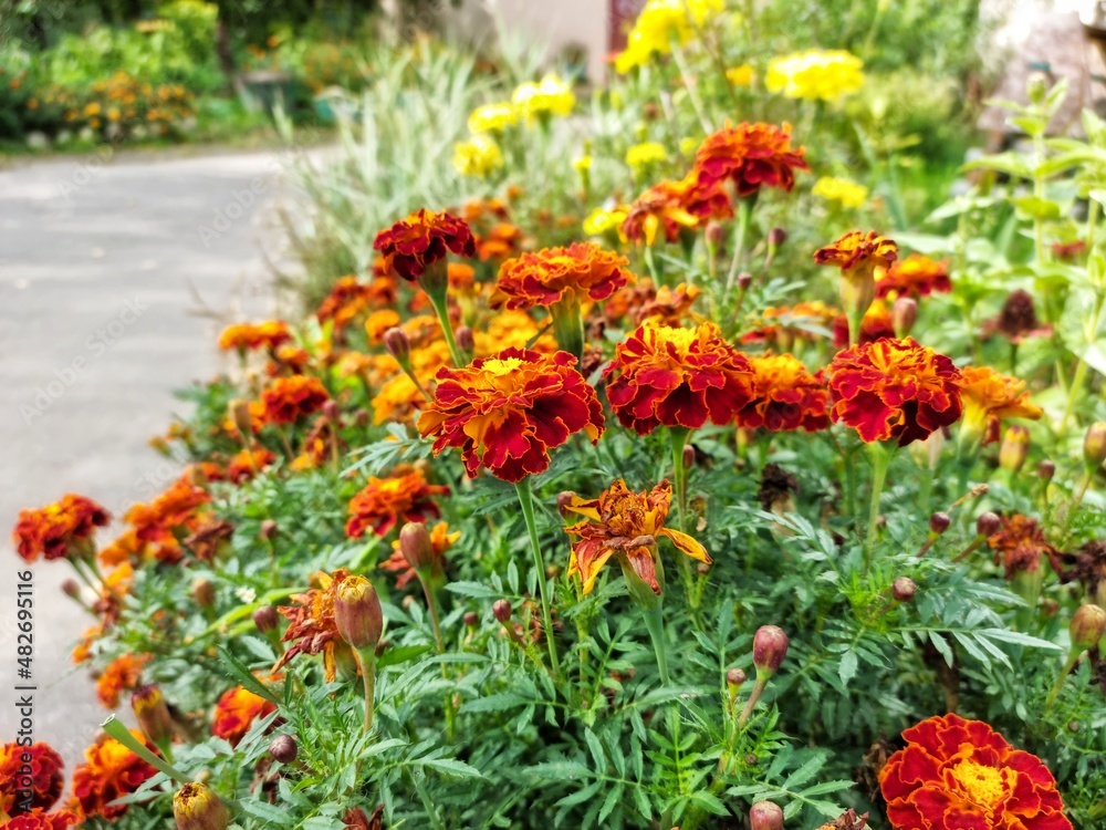 Naklejka premium Marigold flowers tagetes patula close up, blurred focus