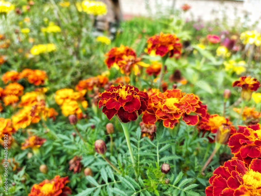 Marigold flowers tagetes patula close up, blurred focus, red and yellow flowers