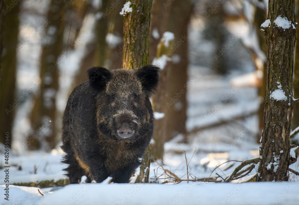 Wild pig with snow. Young Wild boar, Sus scrofa, in wintery forest Wild pig with snow. Young Wild boar, Sus scrofa, in wintery forest