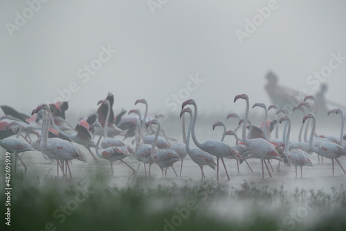 Greater Flamingos in the foggy morning at Bhigwan bird sanctuary, India