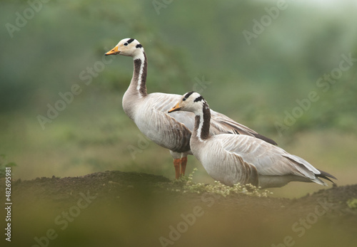 A pair of Bar-headed goose at Bhigwan bird sanctuary, India