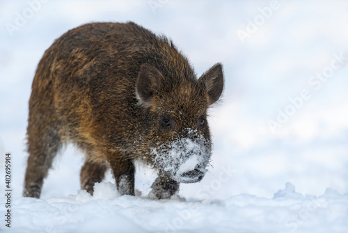 Young wild pig in forest with snow. Wild boar, Sus scrofa, in wintery day. Wildlife scene from nature