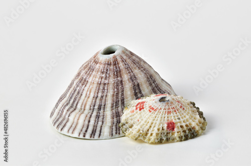 Quadro su tela Keyhole limpet seashells (Fissurellidae) on white background, travel souvenir or