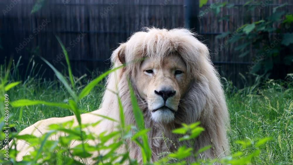 Male White Lion close up on face
Male White Lion close up on face