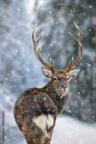 Majestic Deer looking back in winter forest. Animal in nature habitat. Wildlife scene © byrdyak