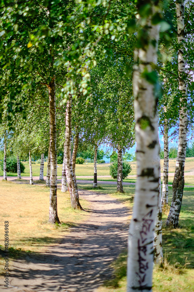 A park in a birch grove A park in a birch grove