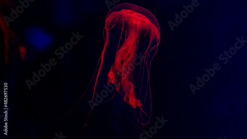 jellyfish in the ocean 