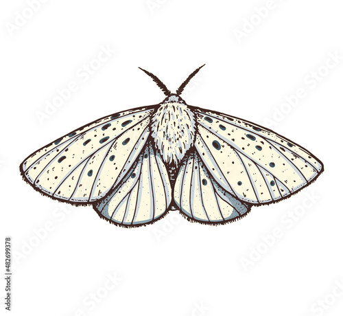 White ermine moth hand drawn vector illustration. Spilosoma lubricipeda butterfly.