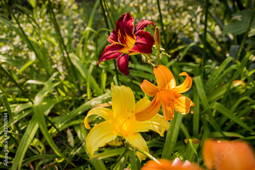 multi-colored garden lilies - red, yellow, orange bloom in the garden on a flower bed © Наталія Богодіца