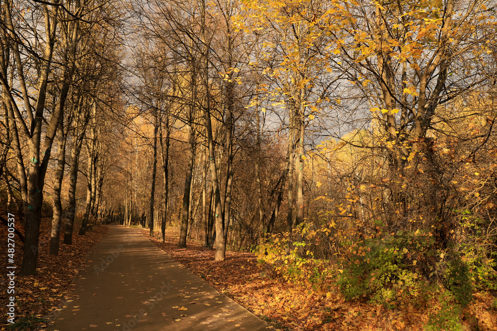 Fototapeta premium Path in a park in Moscow, golden autumn