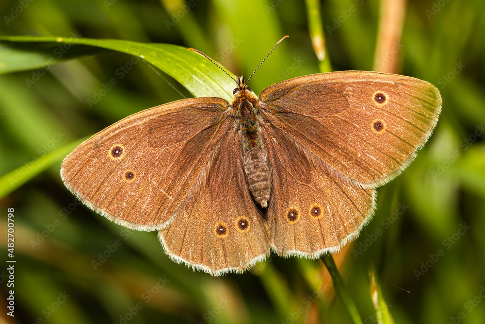 Fototapeta premium butterfly on a green leaf