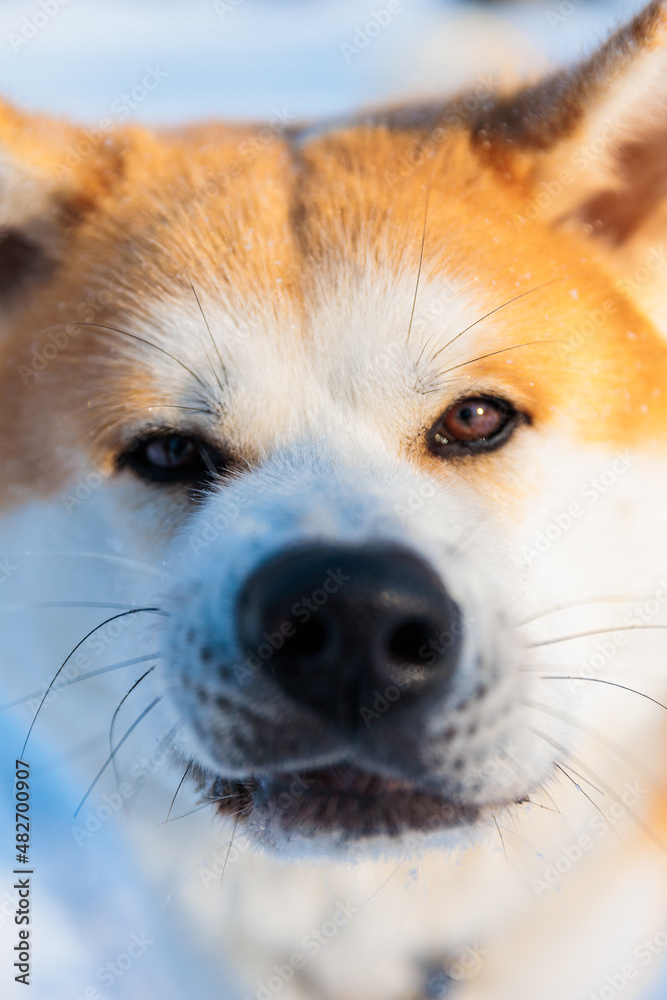 Akita Inu dog portrait in the winter park. Snowy winter background. Sunny day.